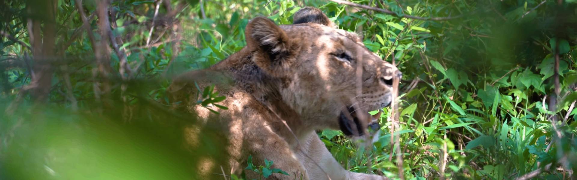 Lake Manyara National Park