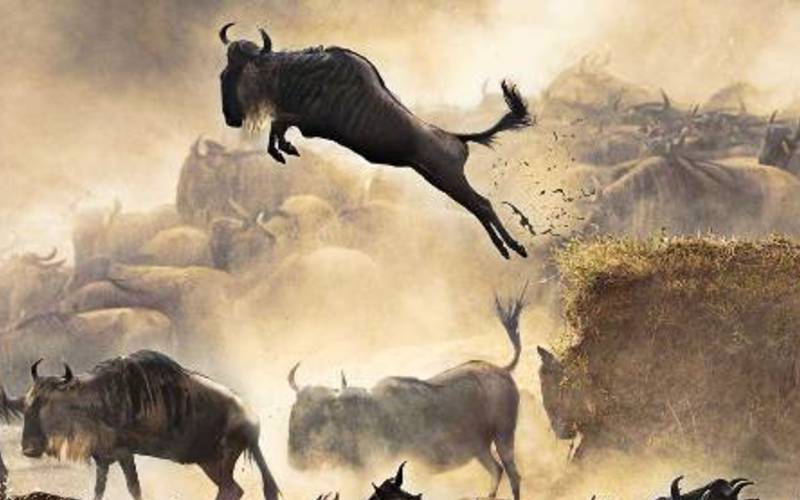 9 Days Southern Migration Safari
