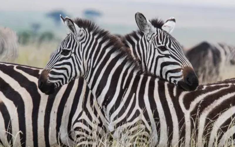 8 Days Standard Safari