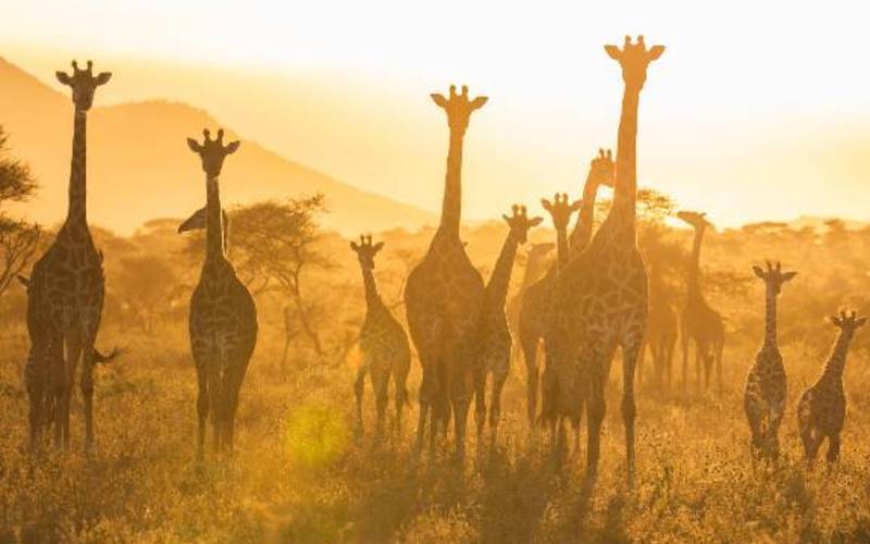 4 Days Budget Safari