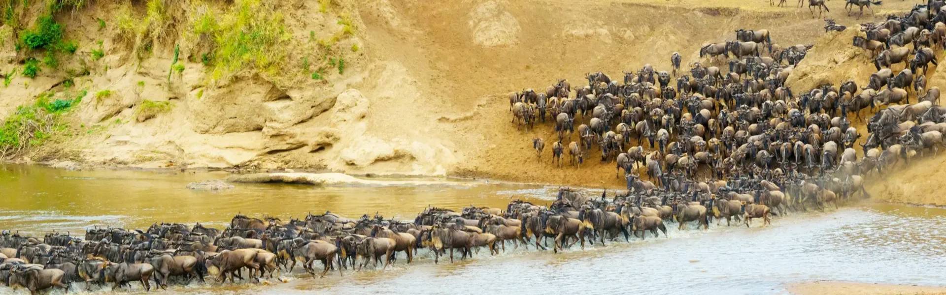 9 Days Serengeti River Crossing Wildebeest Migration