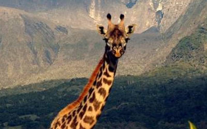 7 Days Standard Safari