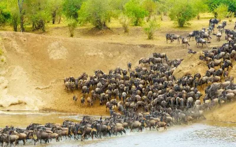 9 Days Serengeti River Crossing Wildebeest Migration