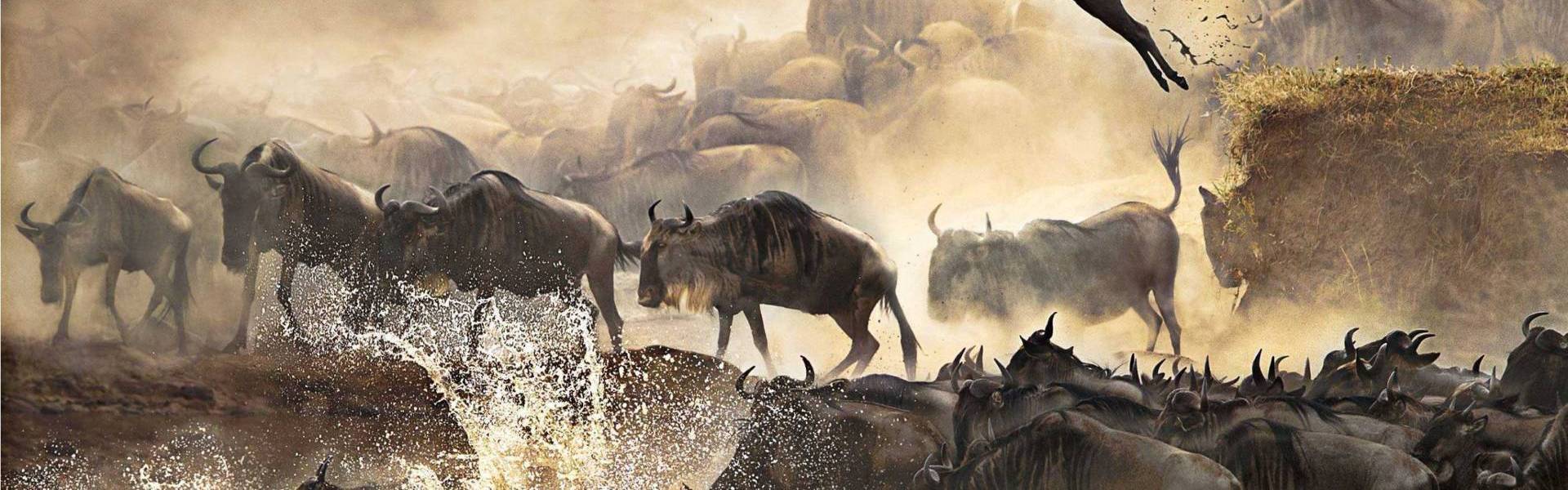 List Tours & Safaris